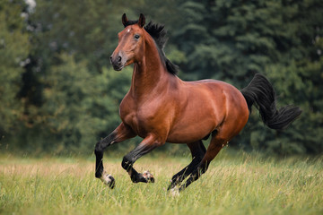 the bay horse gallops on the grass