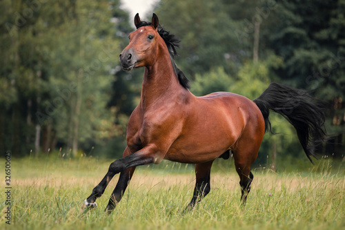 Photographie The bay horse gallops on the grass
