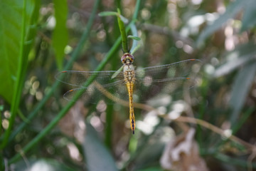 dragonfly on flower in garden close up nature outdoor insect animal, red brown color plant green background