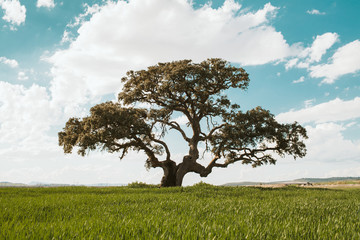 Ancient tree forming part of a beautiful landscape in green and blue colors