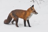 Fototapeta Zwierzęta - fox, red fox, winter fox, winter, snowy fox, orange fox, cute fox, wild fox, winter animals