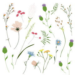 Wall Mural - Big set botanic blossom floral elements. Garden, meadow, feild collection leaf, foliage, branches. Branches, leaves, herbs, wild plants, flowers. Bloom vector illustration isolated on white background