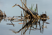Great Blue Heron Fishing In The Quiet Waters Of The Horicon National Wildlife Refuge, Wisconsin, Sharing Its Marshy Accumulation Of Dead Cattails With A Muskrat As It Feeds On Aquatic Plants