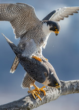 Peregrine Falcons Mating 