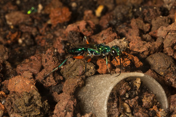 Wall Mural - Emerald cockroach wasp or jewel wasp (Ampulex compressa).