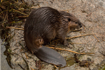 Sticker - Eurasian beaver (Castor fiber) .