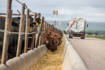 a feed truck delivers feed rations to cattle in a feedlot.