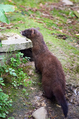 Wall Mural - European Mink Closeup (Mustela lutreola)