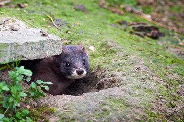 Wall Mural - European Mink Head (Mustela lutreola)