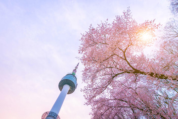 Wall Mural - Seoul tower at Spring time with cherry blossom tree in full bloom, south Korea. 4k timelapse