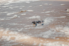 Newborn Turtle Sea Running To The Sea