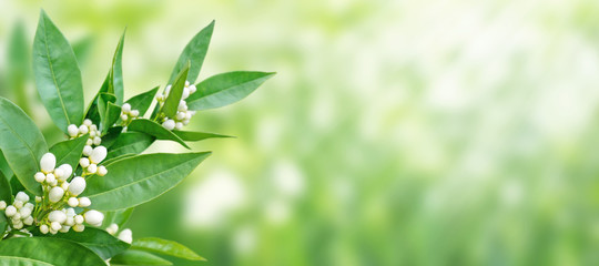 Wall Mural - Orange tree white fragrant flowers and buds spring horizontal background. Azahar blossom.