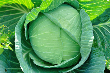 Green cabbage in growth at vegetable garden