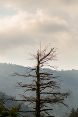 Poster - The Chimney Tops. The Great Smoky Mountains