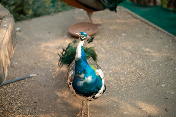 Wall Mural - White and Blue Peacock walking and posing for tourists.