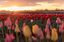 A Single White Tulip In A Field Of Red Tulips At Sunset