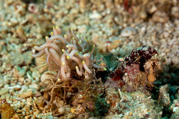 Wall Mural - The most beautiful underwater snails of the Indian and Pacific Ocean