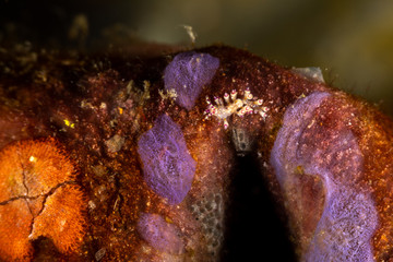 Canvas Print - The most beautiful underwater snails of the Indian and Pacific Ocean