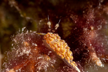 Canvas Print - The most beautiful underwater snails of the Indian and Pacific Ocean