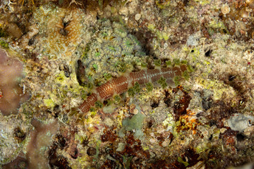 Canvas Print - The most beautiful underwater snails of the Indian and Pacific Ocean