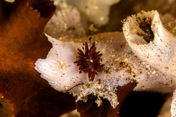 Canvas Print - The most beautiful underwater snails of the Indian and Pacific Ocean