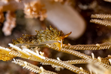 Canvas Print - The most beautiful underwater snails of the Indian and Pacific Ocean