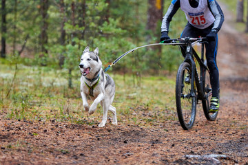 Bikejoring dog mushing race