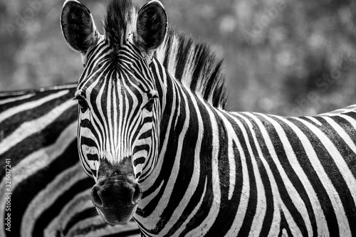 Dekoracja na wymiar  zebra-w-zoo