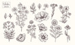 Vector collection of hand drawn flowers. Vintage Botanical Flowers. Peony, daisies, clover, violets, leaves and various herbs