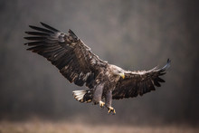 Isolated White-tailed Eagle In Flight With Fully Open Wings