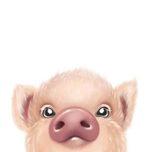 Cute Fluffy Pig Portrait. Hand Drawn Pig Illustration