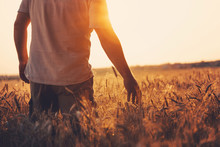 Male Hand Touching A Golden Wheat Ear In The Wheat Field, Sunset Light, Flare Light. Ukrainian Landscape.