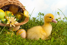 Easter Basket With Duckling