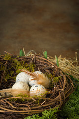 Wall Mural - Speckled eggs in nest