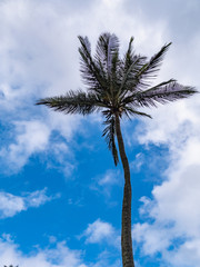 Wall Mural - Palm Tree in Lihue, Kauai Island, Hawaii.