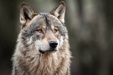 Wall Mural - portrait of grey wolf in the forest