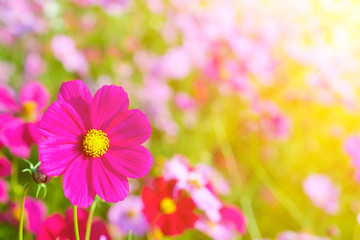 Canvas Print - Flower garden and the light of the sun