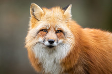 Red Fox In The Forest
