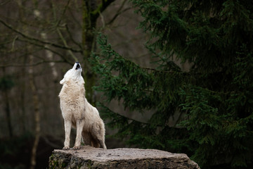 Leinwandbilder - Howling of white wolf in the forest