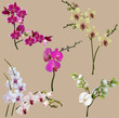orchid flowers isolated on light brown background