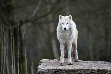 Wall Mural - white wolf in the forest