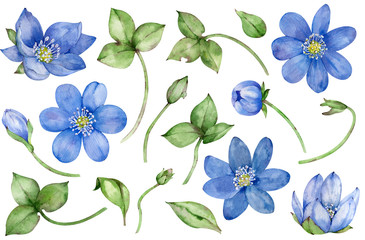 watercolor collection of blue spring flowers hepatica isolated on white background. hand-drawn flora