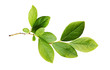 Leinwandbild Motiv Green leaves of blueberry