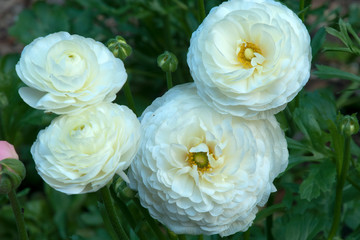 Wall Mural - Sydney Australia, white ranunculus flowers in garden