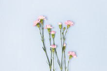 Top View Of Pink Carnation Flowers On A Blue Pastel Background.