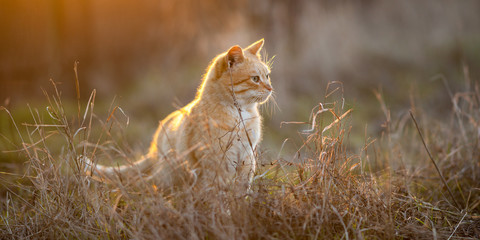 Lovely ginger cat walk in the dry grass at sunset