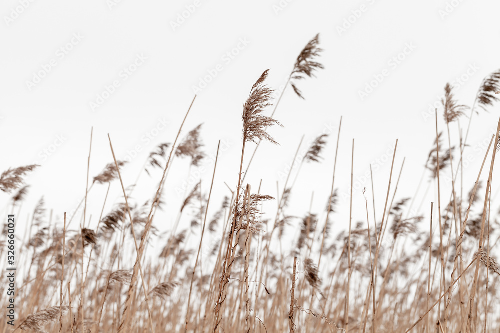 Dry coastal reed in winter under overcast gray sky - obrazy, fototapety, plakaty 