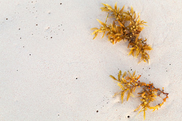 Yellow seaweed branches lay on wet white sand