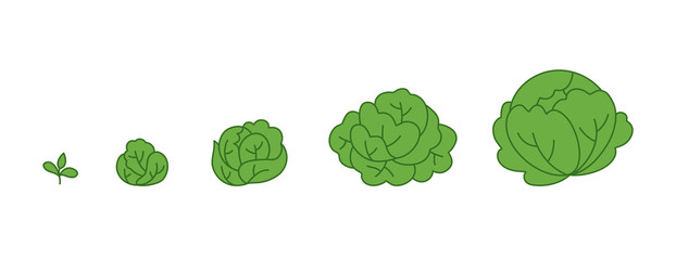 Wall Mural - Cabbage plant. Growth stages. Ripening period. The life cycle of the Brassica. Contour green line vector infographic. Animation progression development.