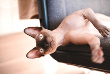 Bald Cat With Wrinkled Skin Lies On A Chair With Its Head Hanging Down, A Canadian Sphynx,